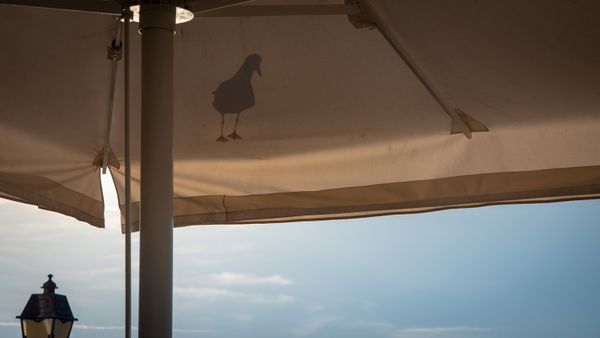 Seagull