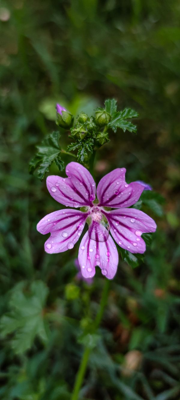 Puprple flower with water droplets