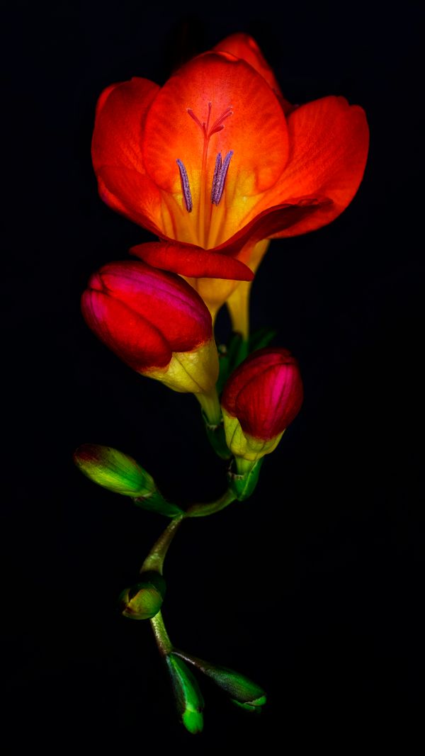 Freesia