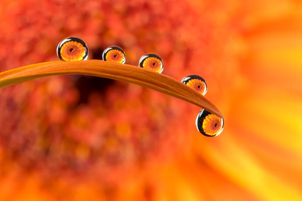 Gerbera