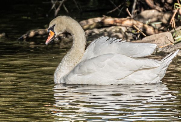 Swan