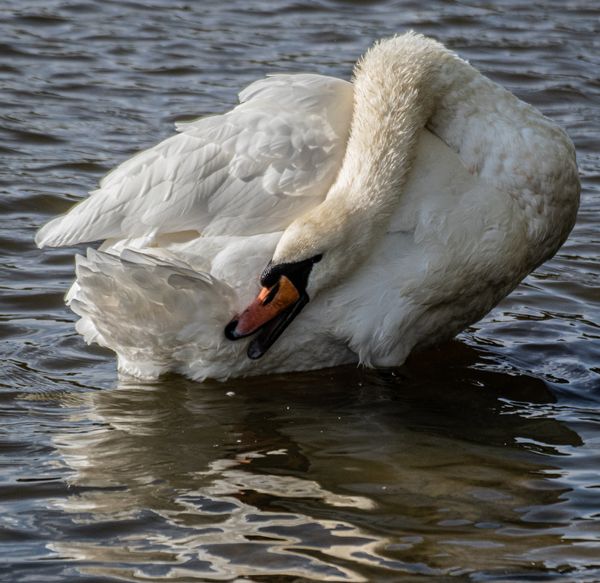 Swan