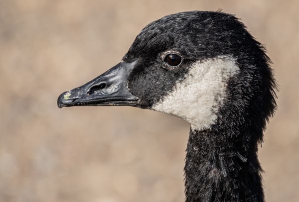 Geese Portrait