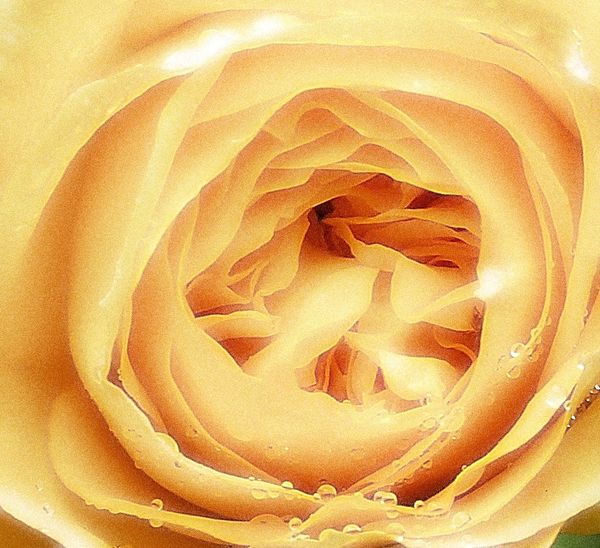 Petals