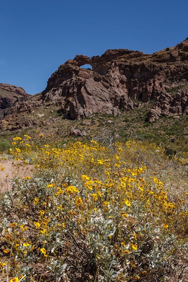 Arch Above Brittlebush