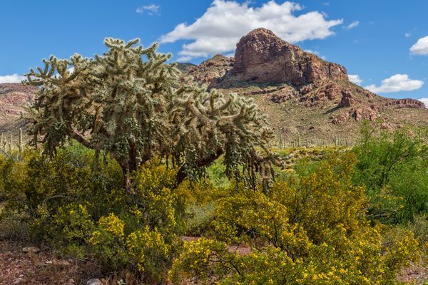 Chain Fruit Cholla