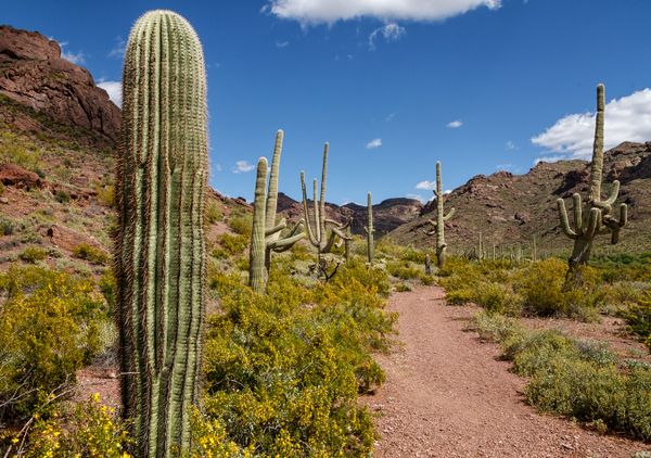 Saguaros Lead the Way