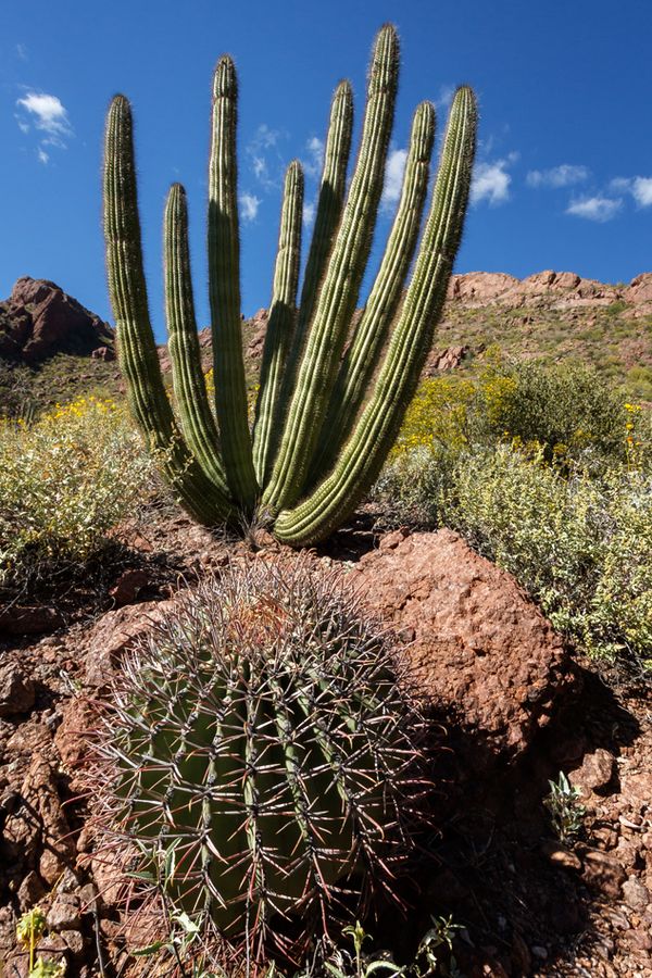Organ Pipe and Barrel