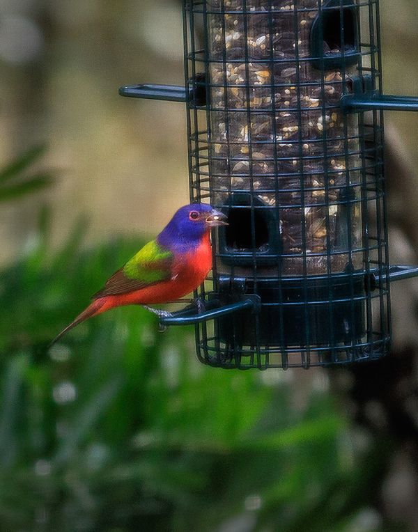 Painted Bunting