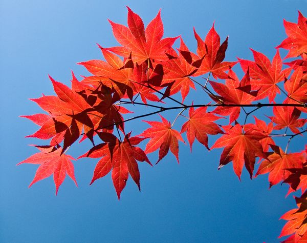 Japanese Maple