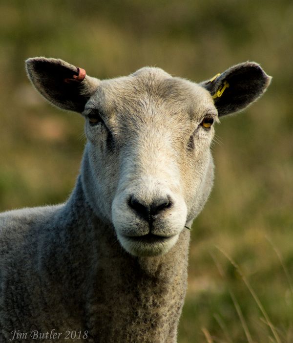 Dartmoor Ewe