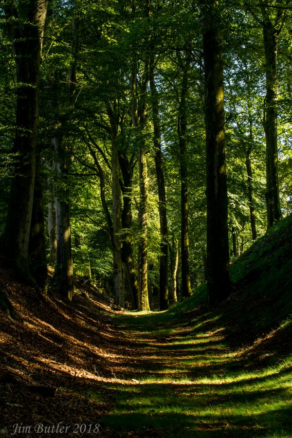 Sunken Pathway