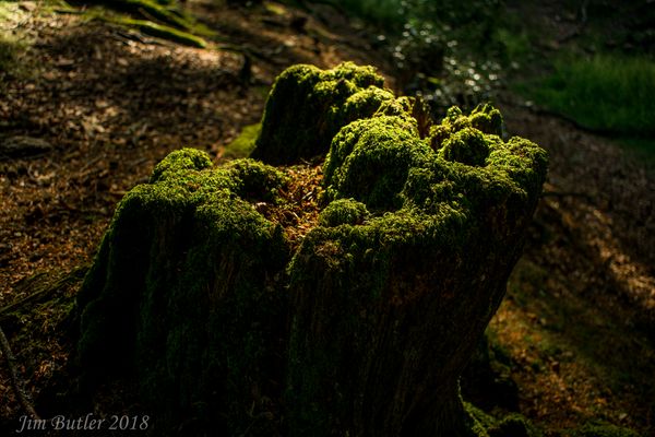 Moss Covered Stump