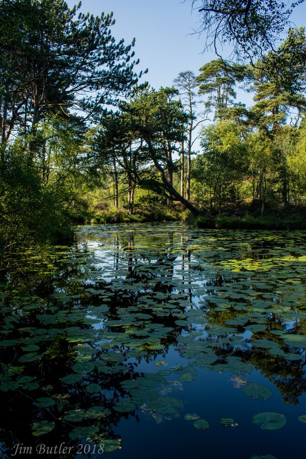 Pond 1