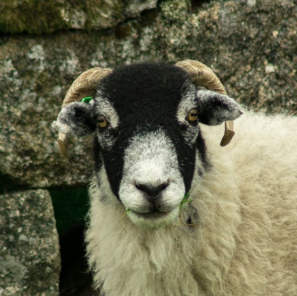 Dartmoor Ram