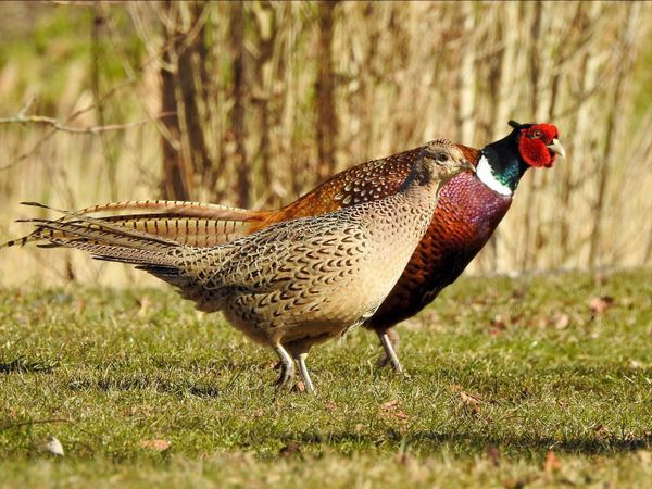 Mr. and Mrs. Pheasant on the Run:)