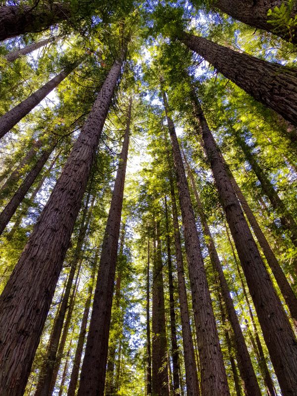 Enchanting Redwood Forest 