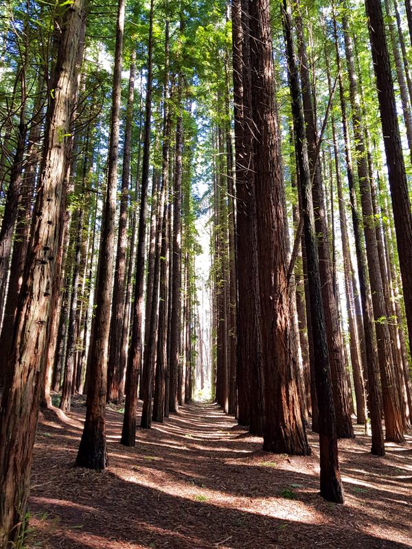 Redwood Forest - Victoria attraction