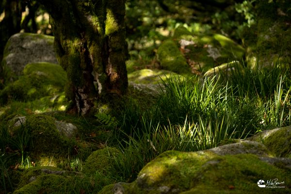Grass and Boulders in Wistmans Wood