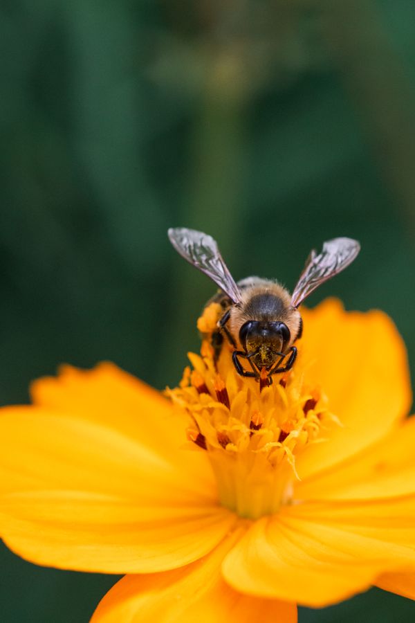 Bee on a Cosmea