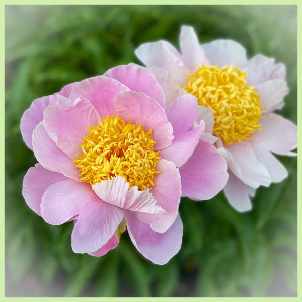 Two Peonies 