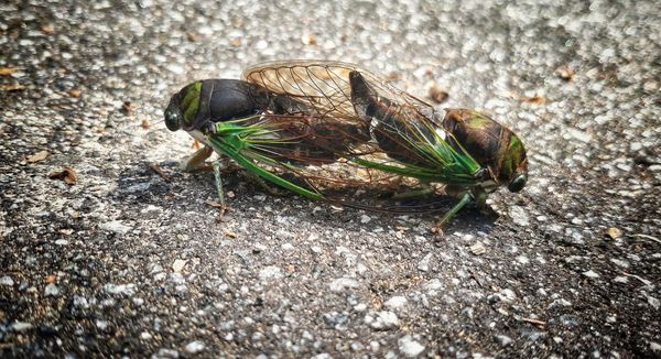 Cicada Love