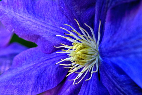 Blue Flower Up Close