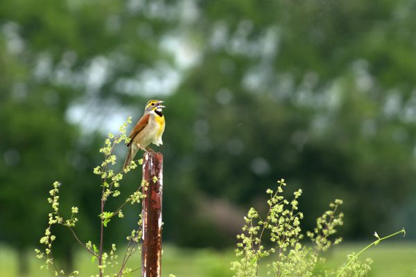 Bird On A Post
