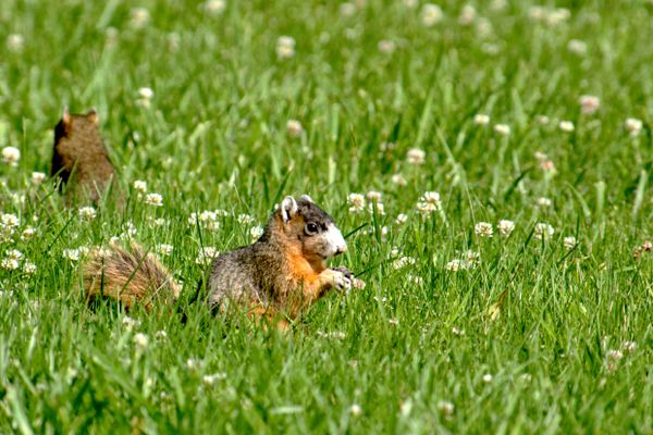 Foraging Fox Squirrels