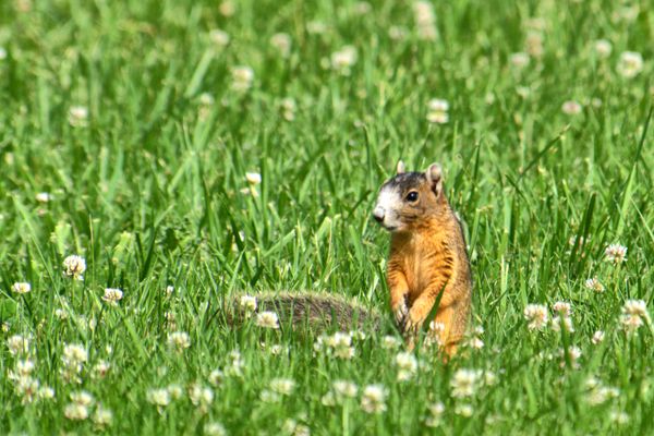 Fox Squirrel