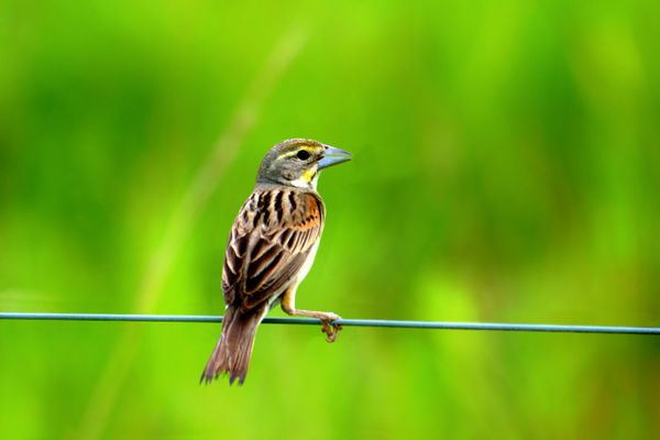 Bird On A Wire