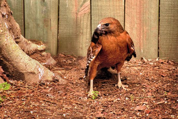 Red Tail Hawk