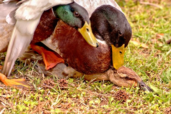 Mating Mallards