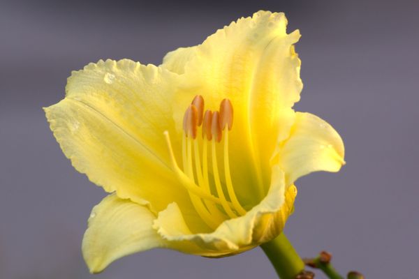 Yellow Flower