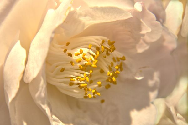 White Flower Up Close