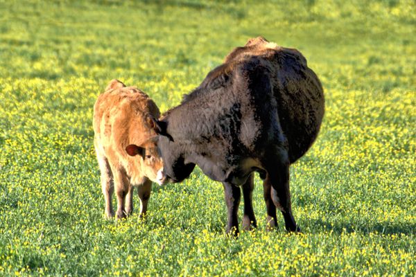 Cow Kiss