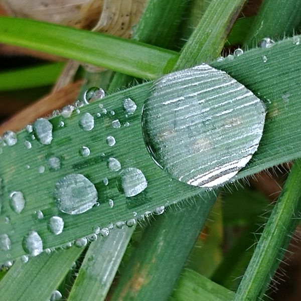 Waterdrops