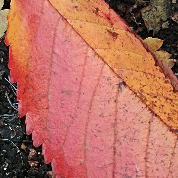 Red and yellow fall leaf
