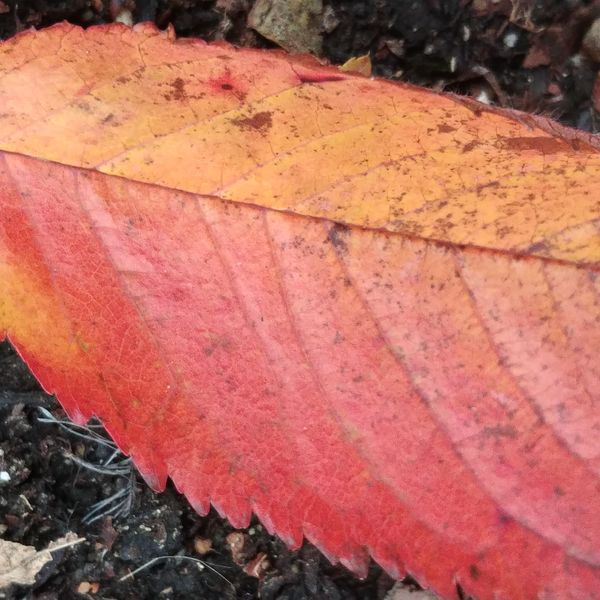 Red fall leaf