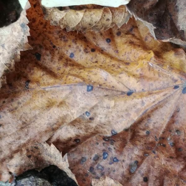 Brown fall leaf