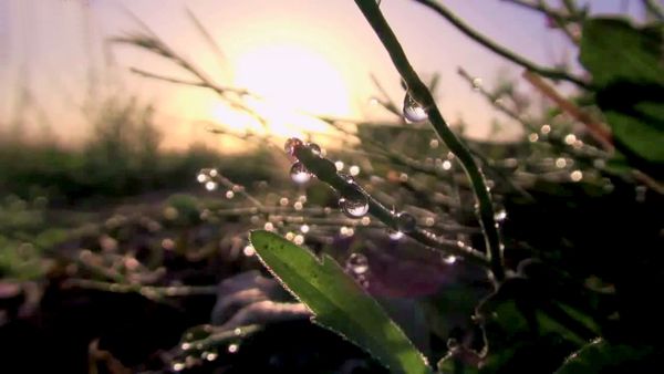 Dew
