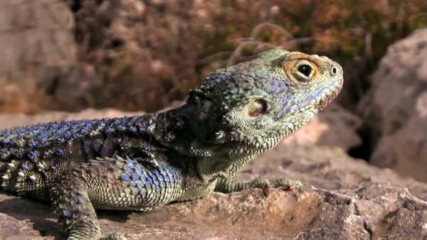 Macro lizard
