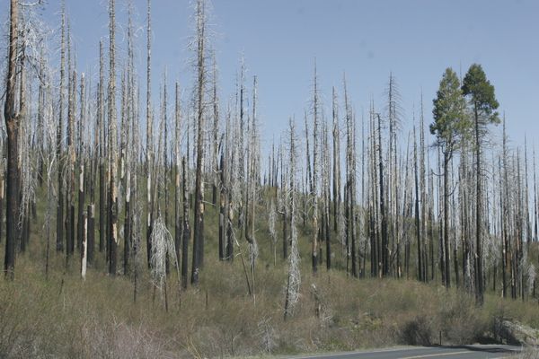 Burned trees in Yosemite national park 