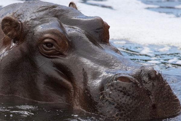 Hippo
