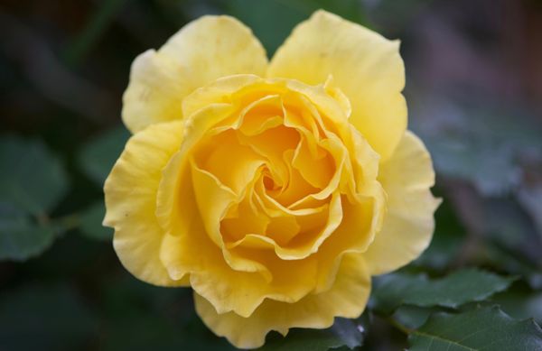 Yellow Rose