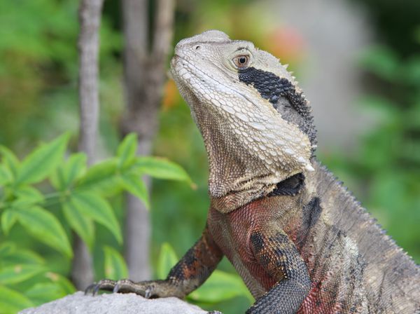Lizard