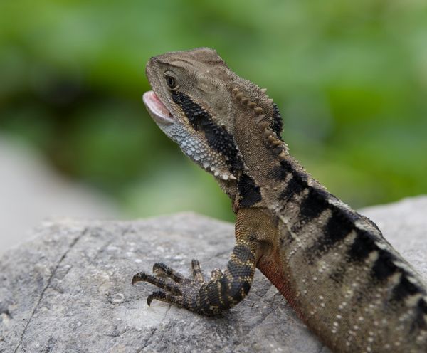 Lizard