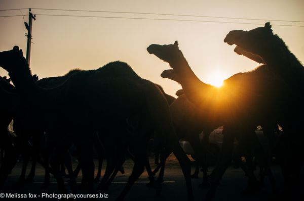 Pushkar 2020