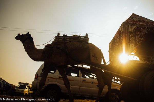 Sunset camel pushkar