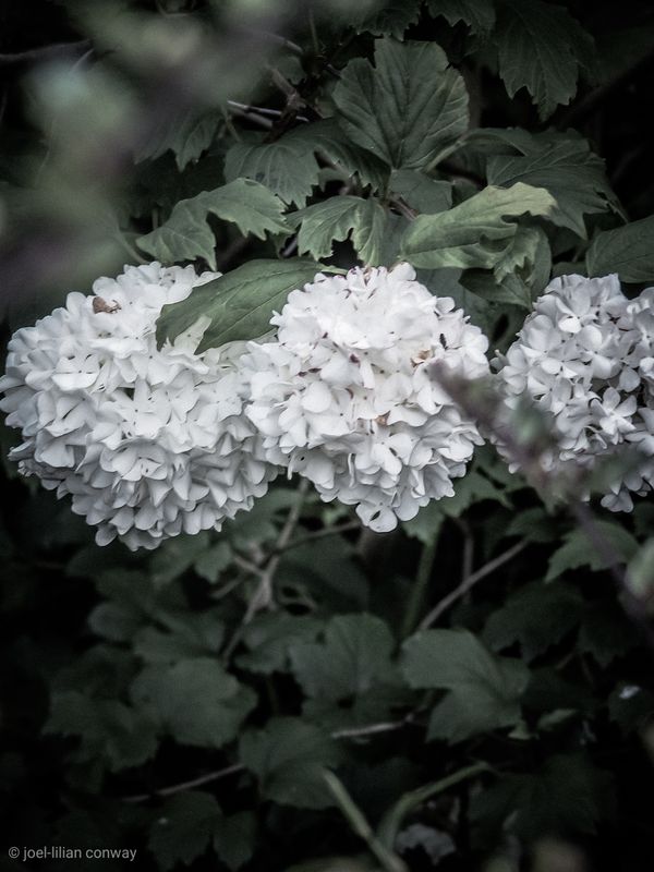 Blossoming white